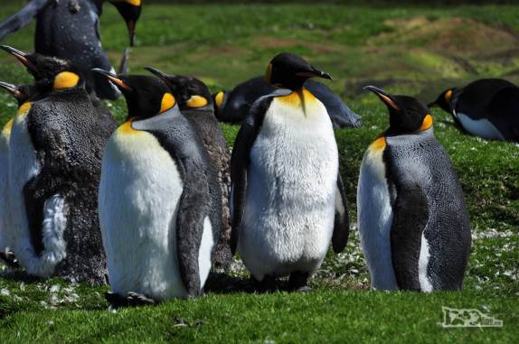 Grupo de pinguins rei em Ocean Harbour, na Geórgia do Sul